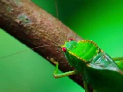 ? Pygmy monkey is fascinated by insect