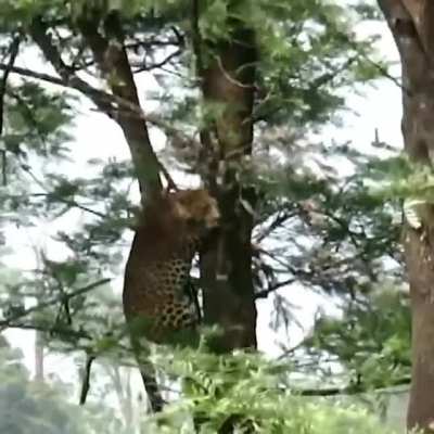? Leopard jumping from tree to tree