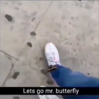 Mr. Butterfly