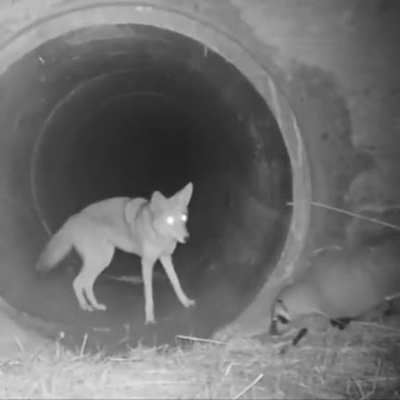 ? Coyote and Badger traveling together as hunting partners, an example of Symbiosis between Carnivores.