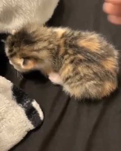To pet the kitty