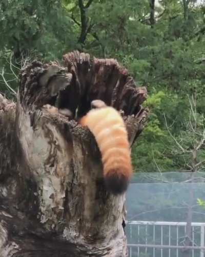 ? A very fluffy red panda making themselves comfortable in their tree house