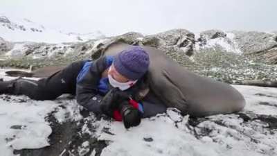 ? A young elephant seal inspecting a wildlife photographer ?