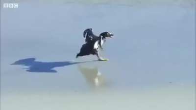 ?Ducks save the penguin's life
