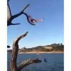 "I jumped off this tree hundreds of times"