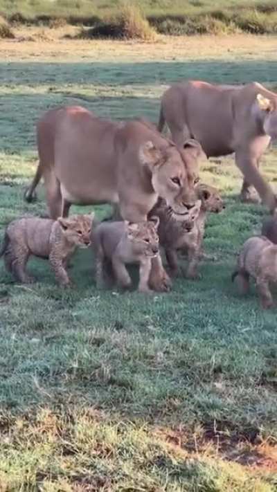 ? Lion pride full of cubs passing through in the Tanzanian Serengeti