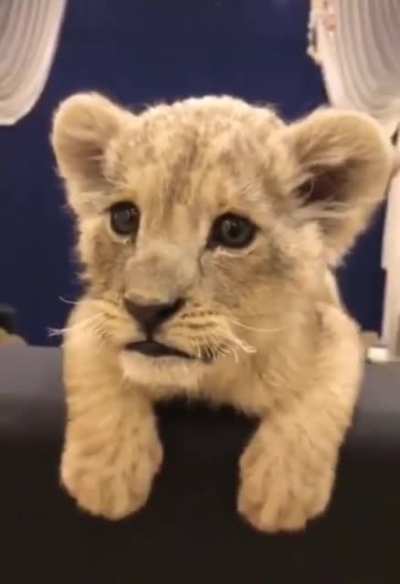 To roar like a lion