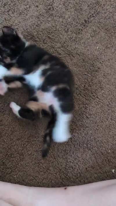 Gizmo learning to play ?
