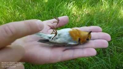 ? European robin demonstrates 'apparent death' defence mechanism (thanatosis)