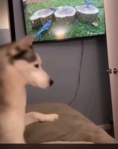 Dog judges cat.