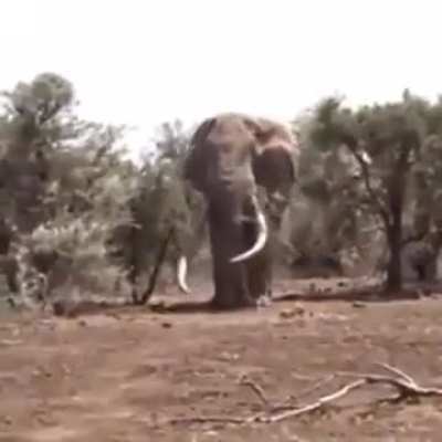 ?This Elephant in Tanzania is believed to be the biggest in the world right now, weighing in at 8,000kg (17,600lbs)