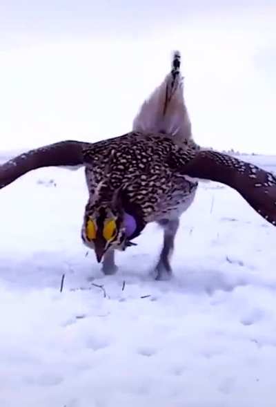 ? Sharp-tailed grouse ?