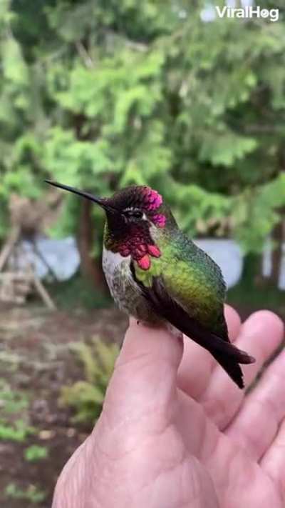 ? The stunning colors of the Anna's hummingbird are iridescence caused by light scattering from nanoscale structures within their feathers.