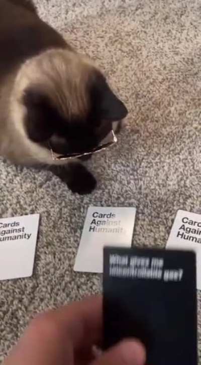 snazzy cat