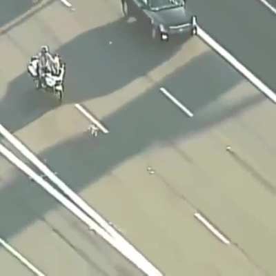 Amazing rescue of a puppy on highway…