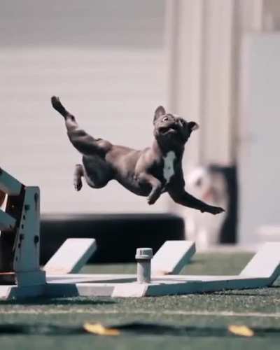 Funny dog