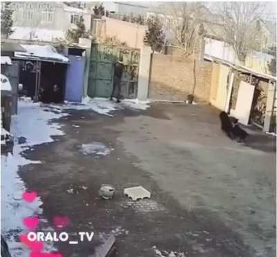 Chill bro, the dogs wanted to show you the door only ???