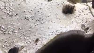 Two fish barfing dirt back and forth on each other