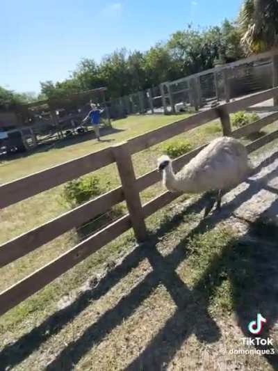 Emu does happy zoomies as children scream in terror and petting zoo staffer chuckles