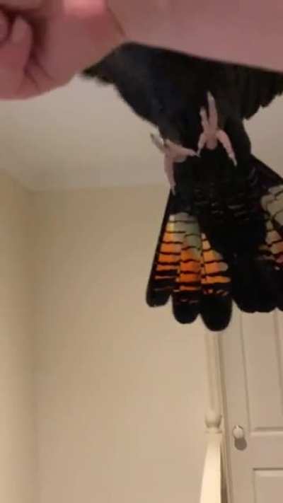Winston bringing in the new year with a new tail ? my beautiful boy has finished molting