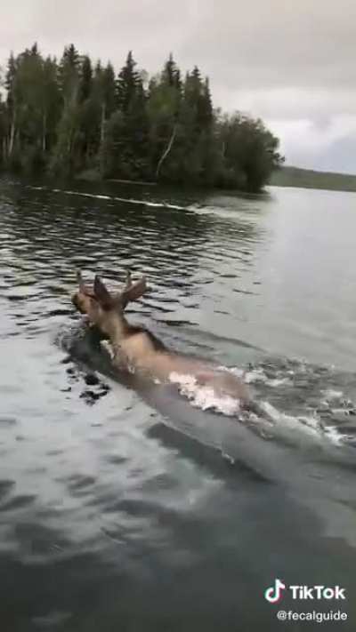 Beautiful view + a moose