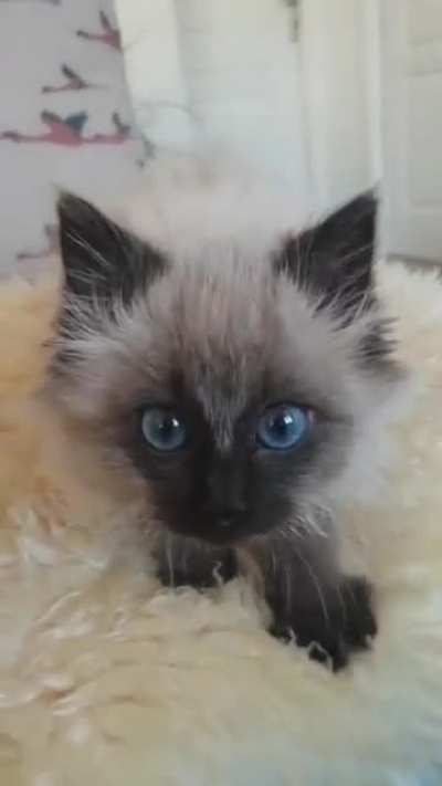 Smol fluff ball