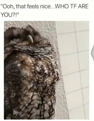 Scratches ?