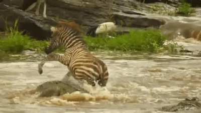 ? Young zebra not paying much attention to where it steps