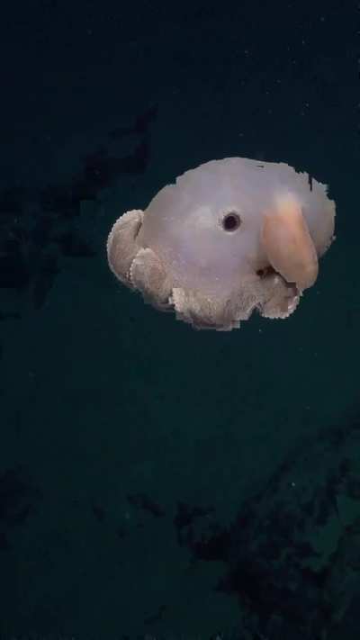 ?Grimpoteuthis is a genus of pelagic cirrate (finned) octopods known as the dumbo octopuses
