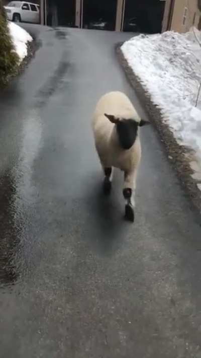 “Welcome home” ? Beep beep, sheep coming through!
