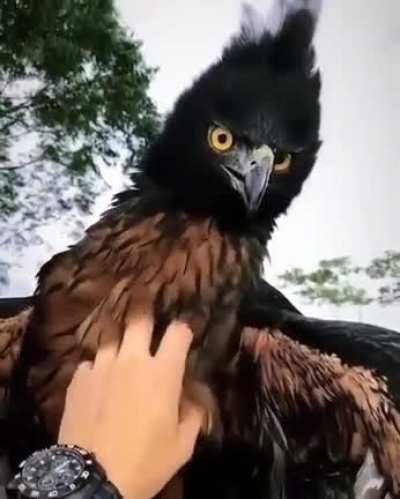 ? The black and chestnut eagle