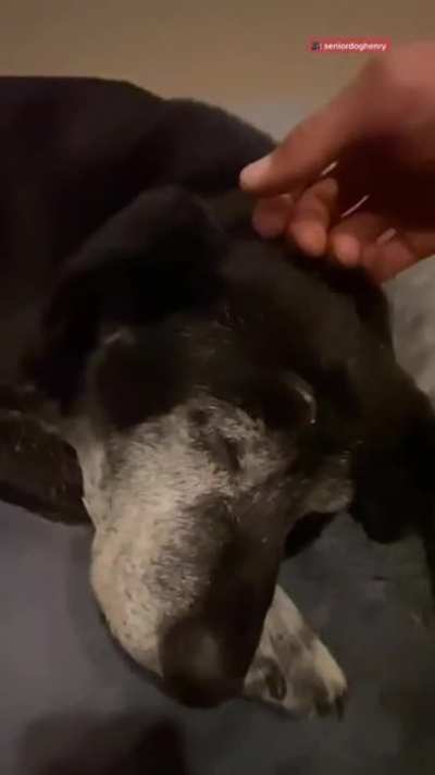 New home for old dog