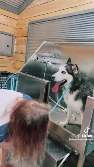 Husky refuses to be told what to do