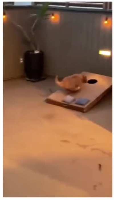 Cornhole champion
