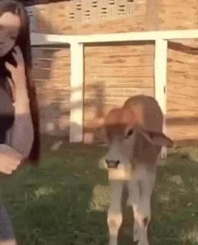 We all know who the real MVP of this video is.