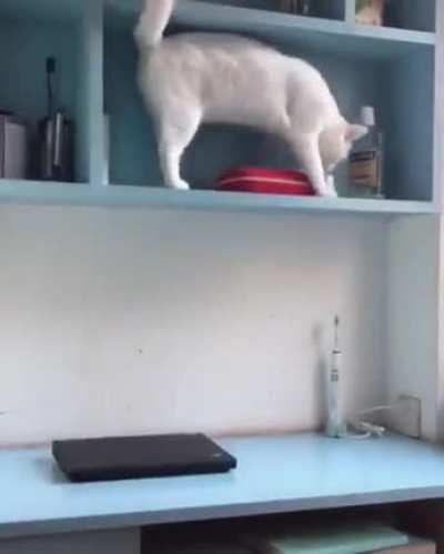 Cats are weirdos