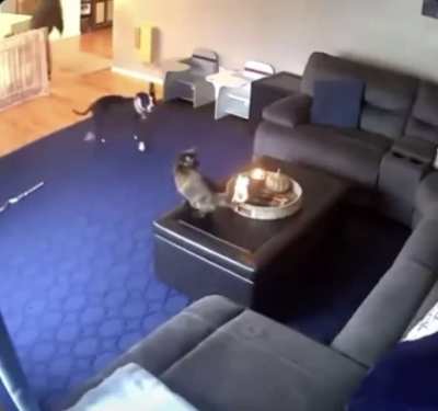 Cat remains calm under fire.