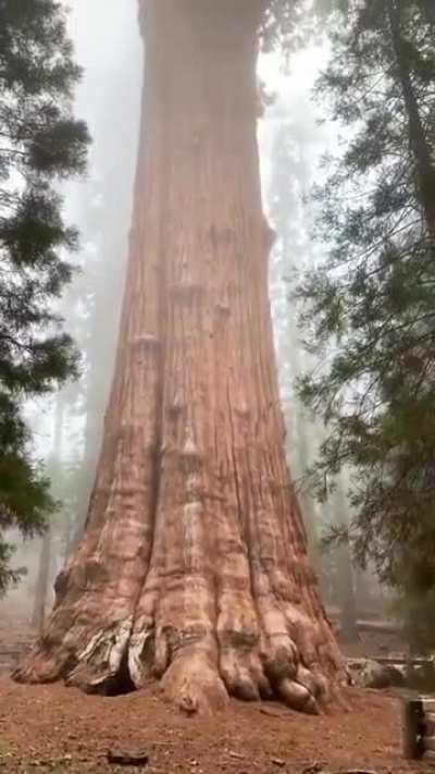 ? The General Sherman Tree. By volume, it is the largest living tree on Earth and is estimated to be 2,500 years old. ?