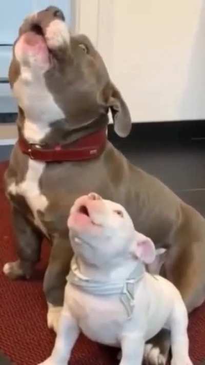 “ let me teach you the song of our people”