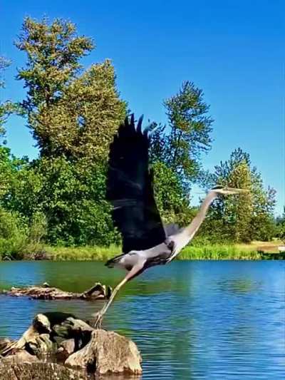 ?(OC) Great Blue Heron ?