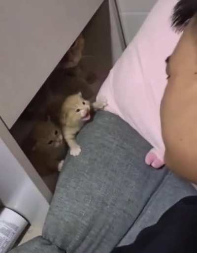 smol cat protecting his family from invaders