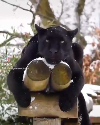 ? Relaxed and enjoying the snow, this powerful jaguar is.