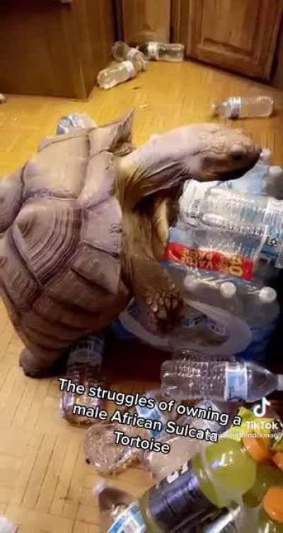 The turtle life