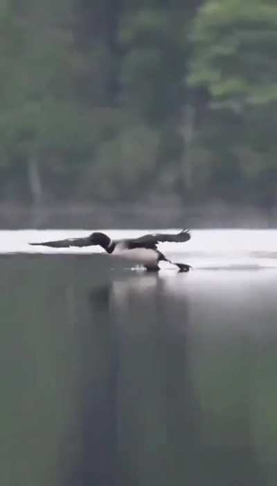 Bird ? makes perfect landing