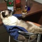 Quarantine Day 30: chilling with some hooman music