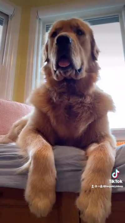 Derpy dog
