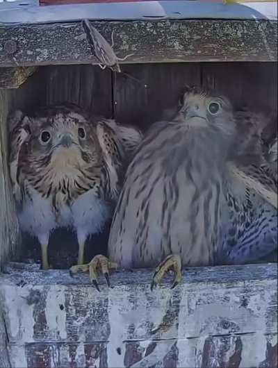 ? Young Kestrels see a Butterfly for the first time