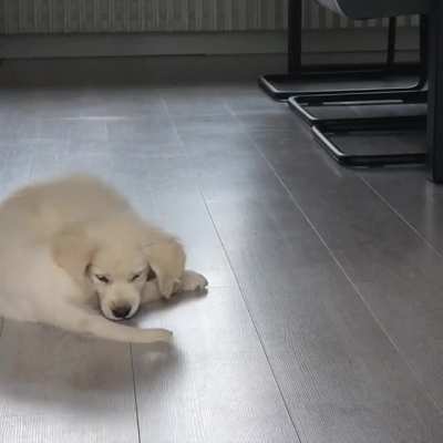 Moos is trying to catch his tail, but he gives up??