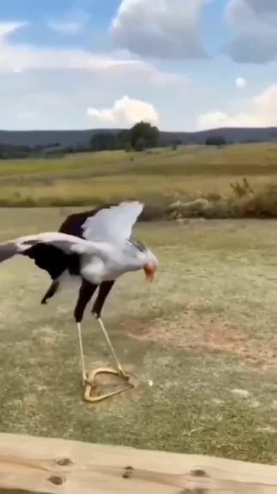? A Secretary bird practicing its snake stomping ?