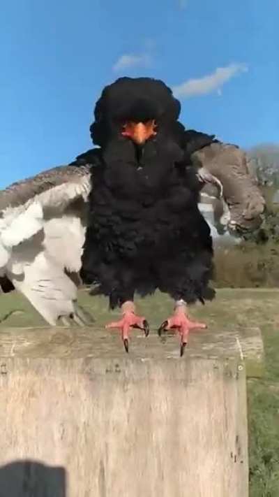 Sick moves